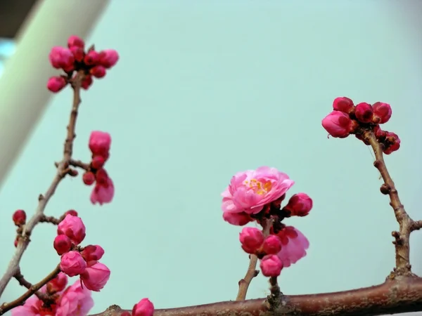 Yunnan au printemps — Photo