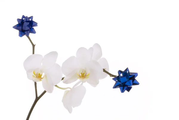 Біла орхідея з прикрасою . — стокове фото