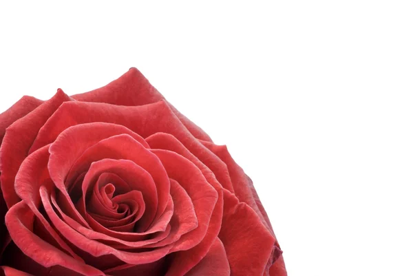 Macro de rosa vermelha bonita sobre branco — Fotografia de Stock