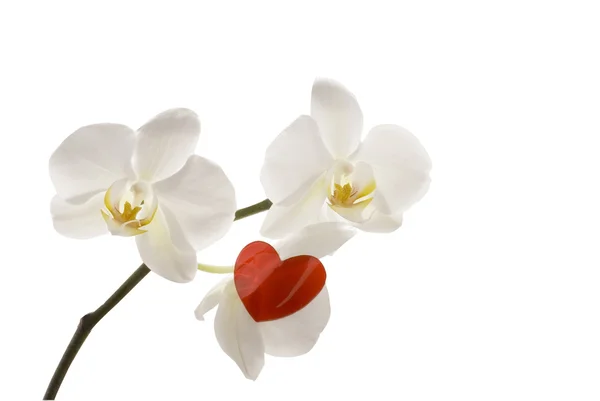 Beyaz Orkide ve kırmızı kalp. — Stok fotoğraf
