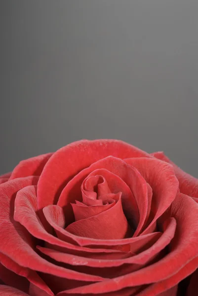 Gyönyörű vörös rózsa a szürke — Stock Fotó