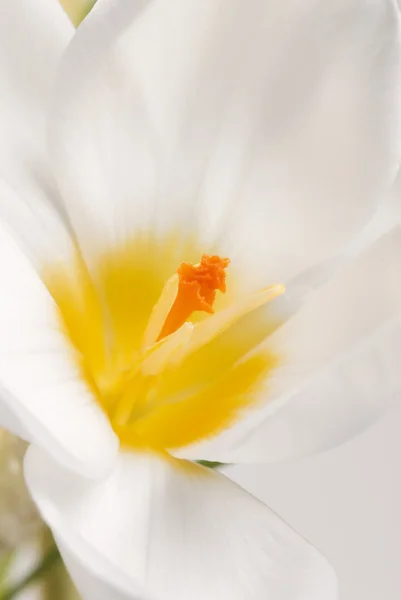 Crocus with a yellow middle. — Stock Photo, Image