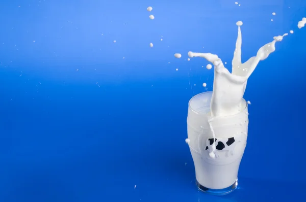 Βουτιά του γάλακτος με σταγόνες πάνω από το μπλε. — Φωτογραφία Αρχείου