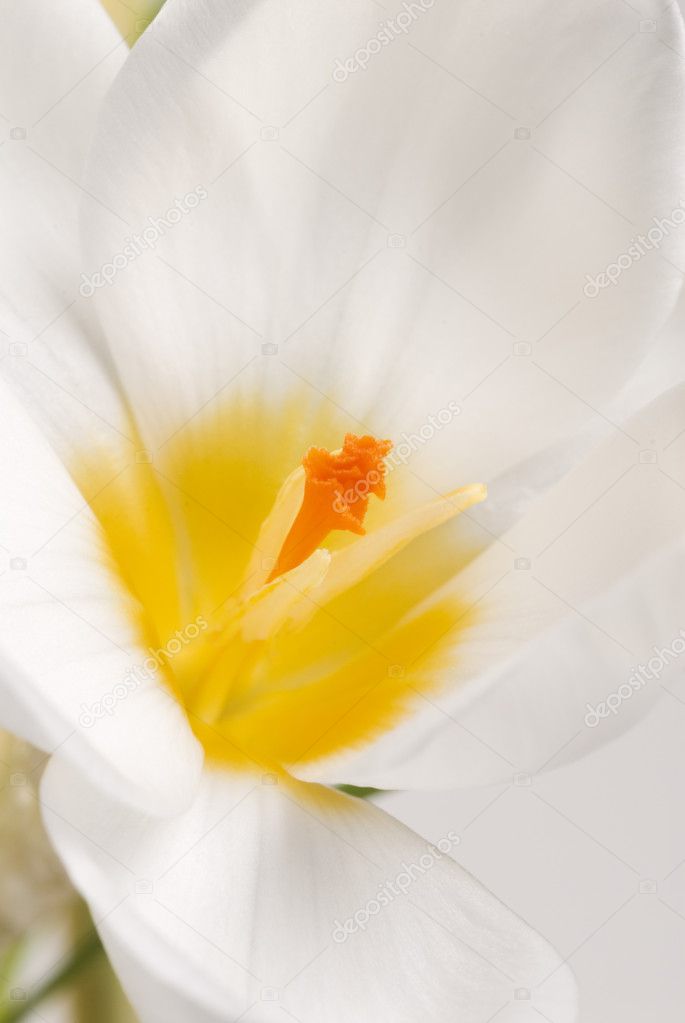 Crocus with a yellow middle.