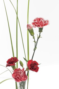 Beautiful spring carnation