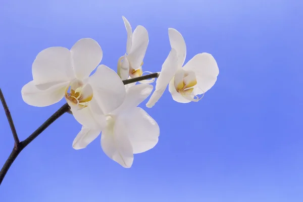 Біла орхідея на блакитному . — стокове фото