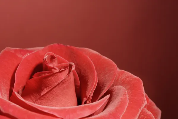Μακροεντολή του όμορφο κόκκινο τριαντάφυλλο — Φωτογραφία Αρχείου