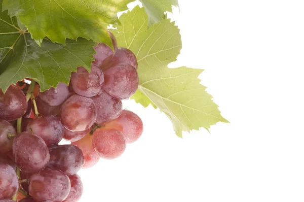 Виноград на белом — стоковое фото