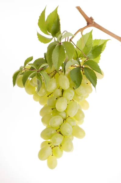 Bouquet de raisin vert sur blanc — Photo
