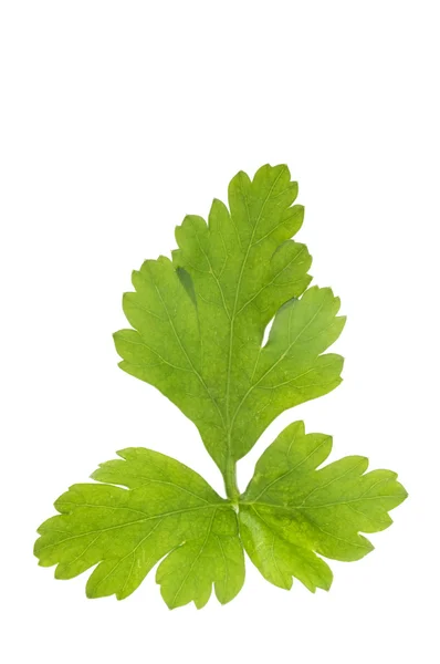 Isolated parsley leaf over white — Stock Photo, Image