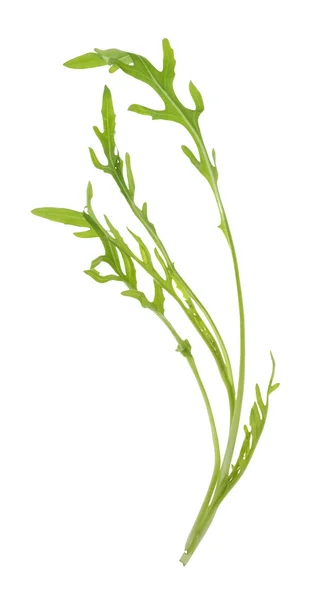 Зелений лист салату ізольований — стокове фото