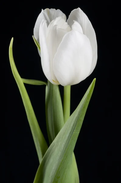 아름 다운 흰 튤립 — 스톡 사진