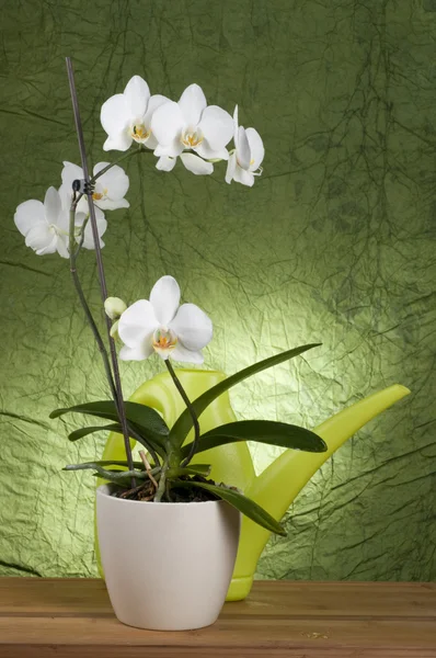 Hermosa orquídea blanca —  Fotos de Stock