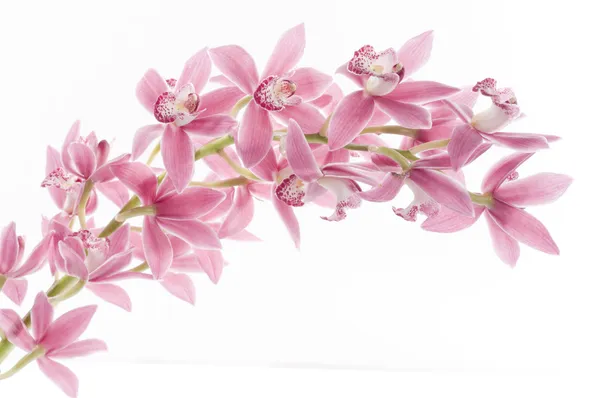 Орхидея цветок над белым — стоковое фото