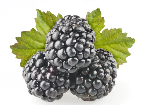 Blackberry frutta oggetti isolati — Foto Stock