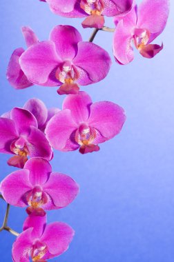 Beautiful orchid clipart