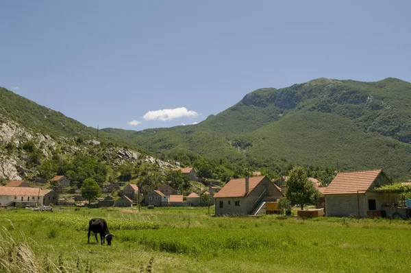 Estate paesaggio soleggiato con mucca — Foto Stock