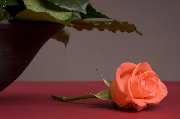 Lonely pink rose flower still-life — Stock Photo, Image