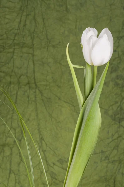 Schöne weiße Tulpe — Stockfoto