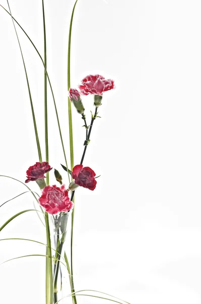 Hermoso clavel de primavera —  Fotos de Stock