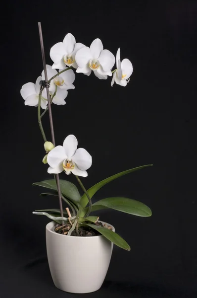 Güzel orkide — Stok fotoğraf