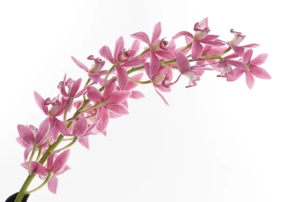 Güzel orkide çiçek — Stok fotoğraf