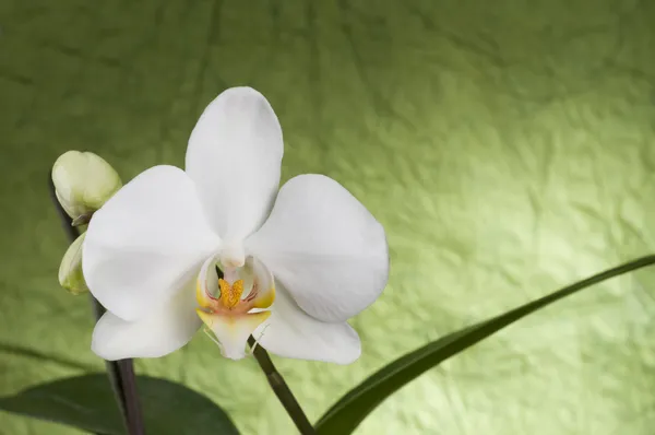 Bella orchidea bianca Foto Stock