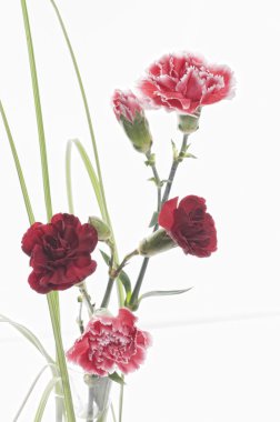 Beautiful spring carnation