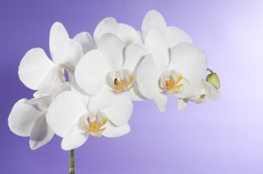 Beautiful orchid clipart