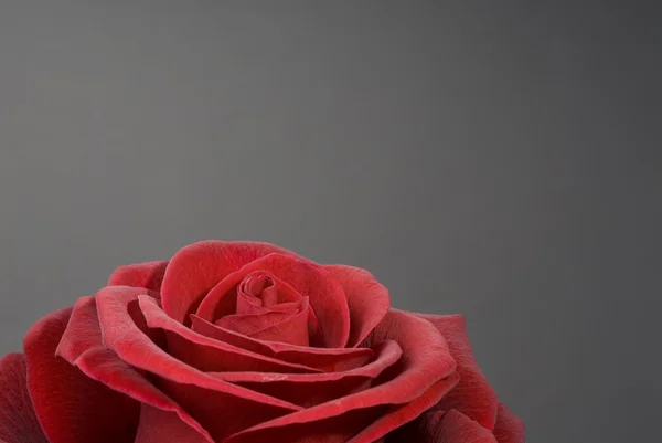 Hermosa rosa roja sobre un fondo gris . — Foto de Stock