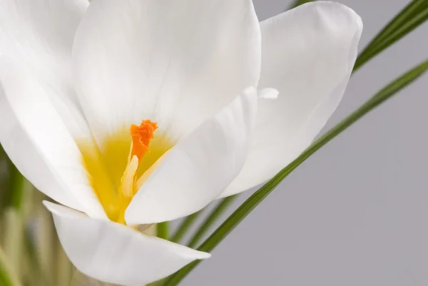 Wiosenne kwiaty krokus z bliska. — Zdjęcie stockowe