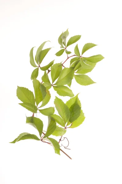Виноград свежие листья на белом фоне — стоковое фото