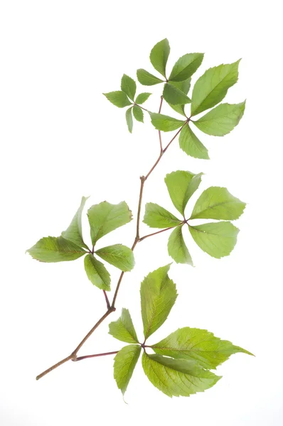 Uva foglie fresche su sfondo bianco — Foto Stock