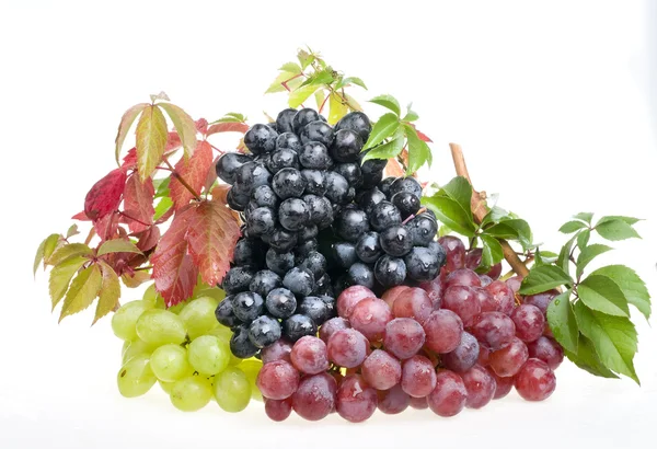 Üzerine beyaz üzüm yemek — Stok fotoğraf