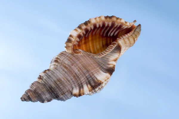 Multicolored sea shell on a blue — Stock Photo, Image