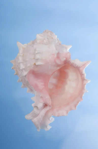 Beautiful sea shell on a white — Stock Photo, Image