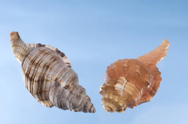 Sea shells on a light blue background. — Stock Photo, Image