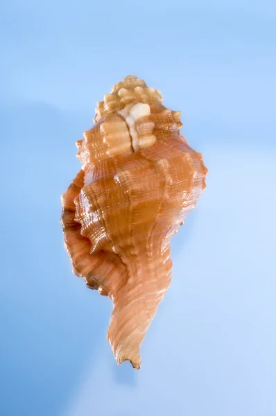 Sea shell on a blue background. — Stock Photo, Image