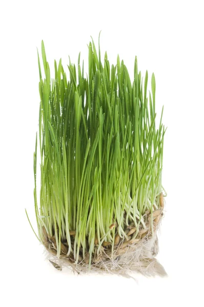 Grünes Gras sprießt aus Weizen — Stockfoto