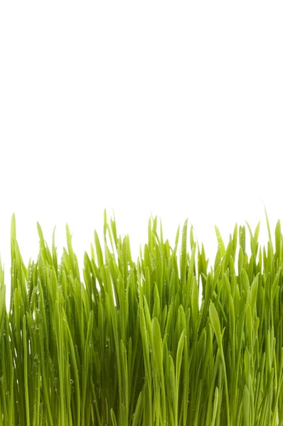 Spring green grass background. — Stock Photo, Image