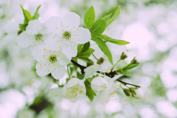 Blossom of beautiful spring cherry — Stock Photo, Image