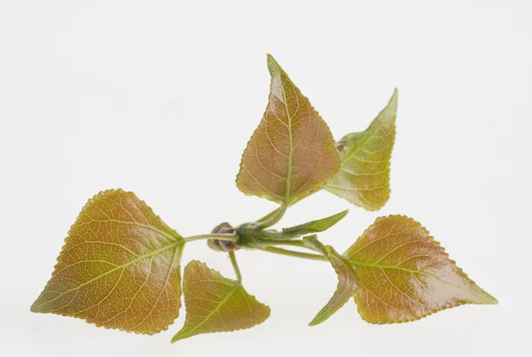 Naturen gröna blad isolerade — Stockfoto