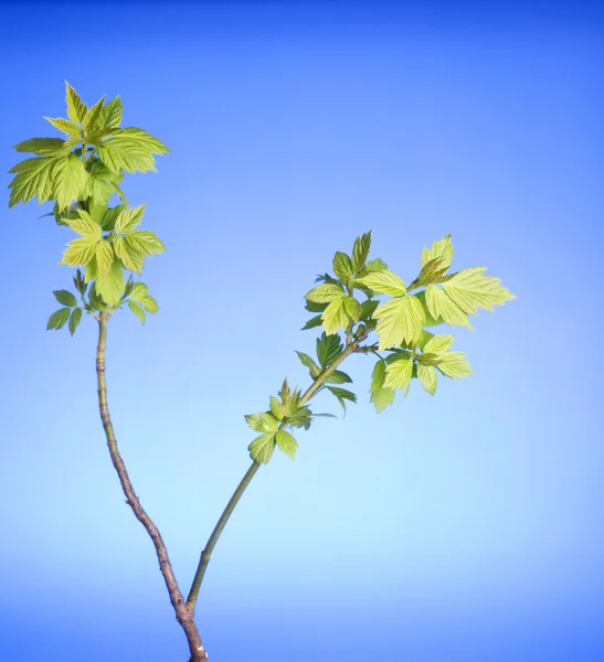 Nya blad på en spring tree brunch — Stockfoto