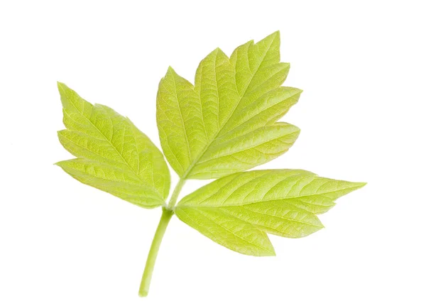 Natura zielony liść na białym tle — Zdjęcie stockowe