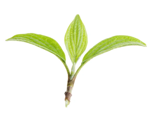 Naturen gröna blad isolerade — Stockfoto