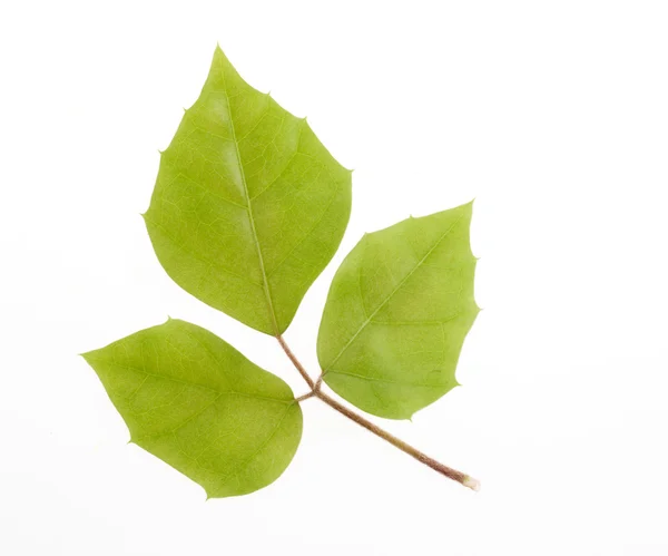 Зеленый лист природы — стоковое фото