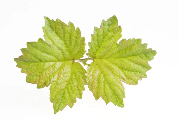 Natuur groene blad geïsoleerd — Stockfoto