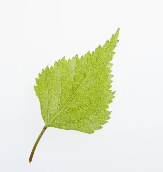 Зеленый лист природы — стоковое фото