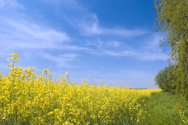 Landbouw zomer natuur landschap — Stockfoto