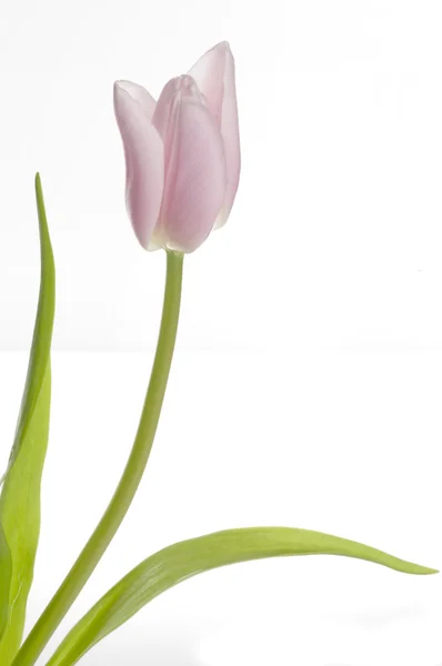 Bellissimo tulipano rosa — Foto Stock